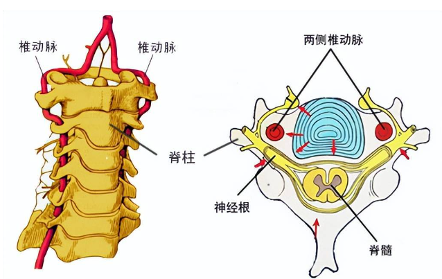 邵陽(yáng)創(chuàng)傷骨科,邵陽(yáng)風(fēng)濕病區(qū),邵陽(yáng)骨質(zhì)增生,邵陽(yáng)關(guān)節(jié)病區(qū),邵陽(yáng)頸椎病區(qū)